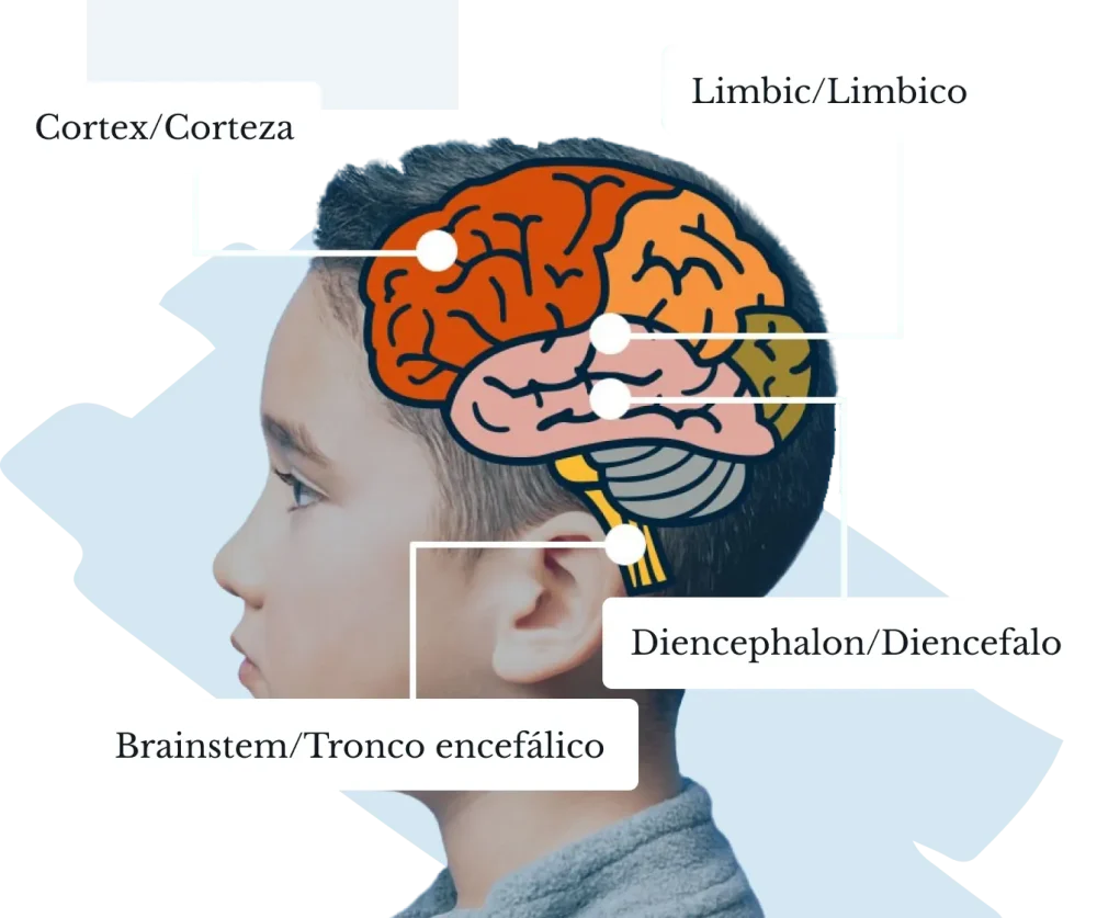 Brain Overview at Kid