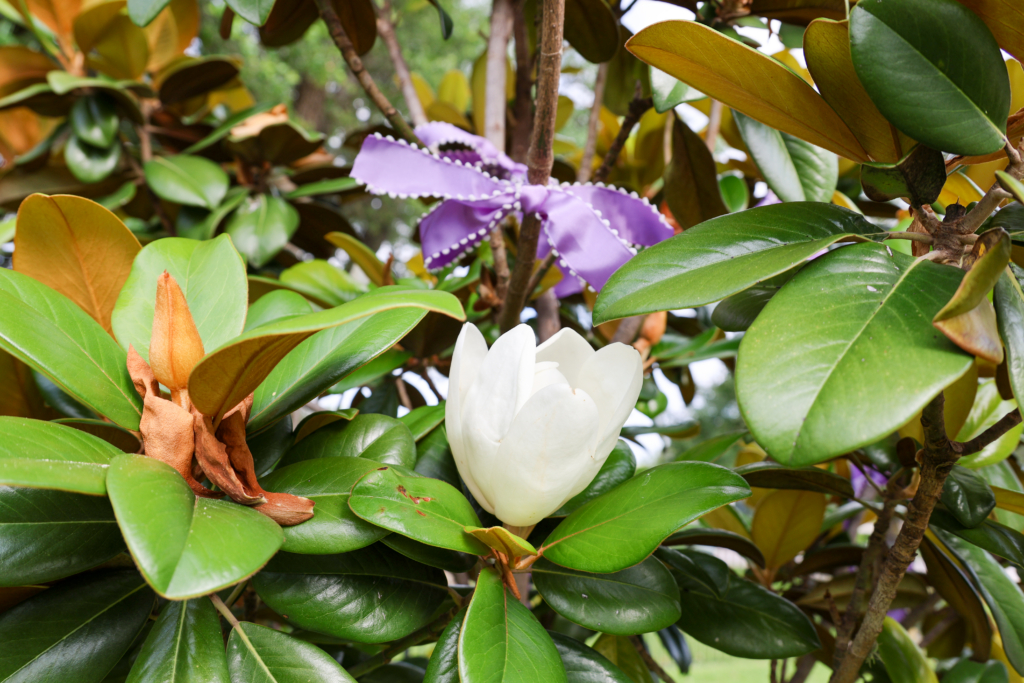 Magnolia trees
