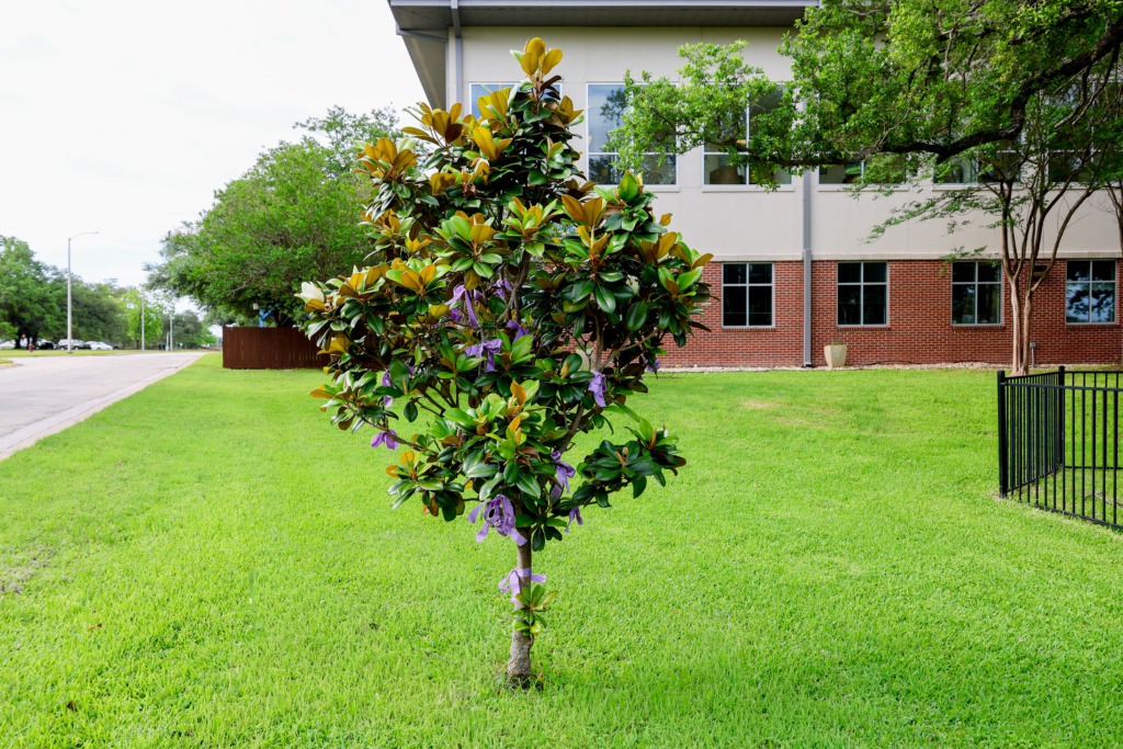 Magnolia trees
