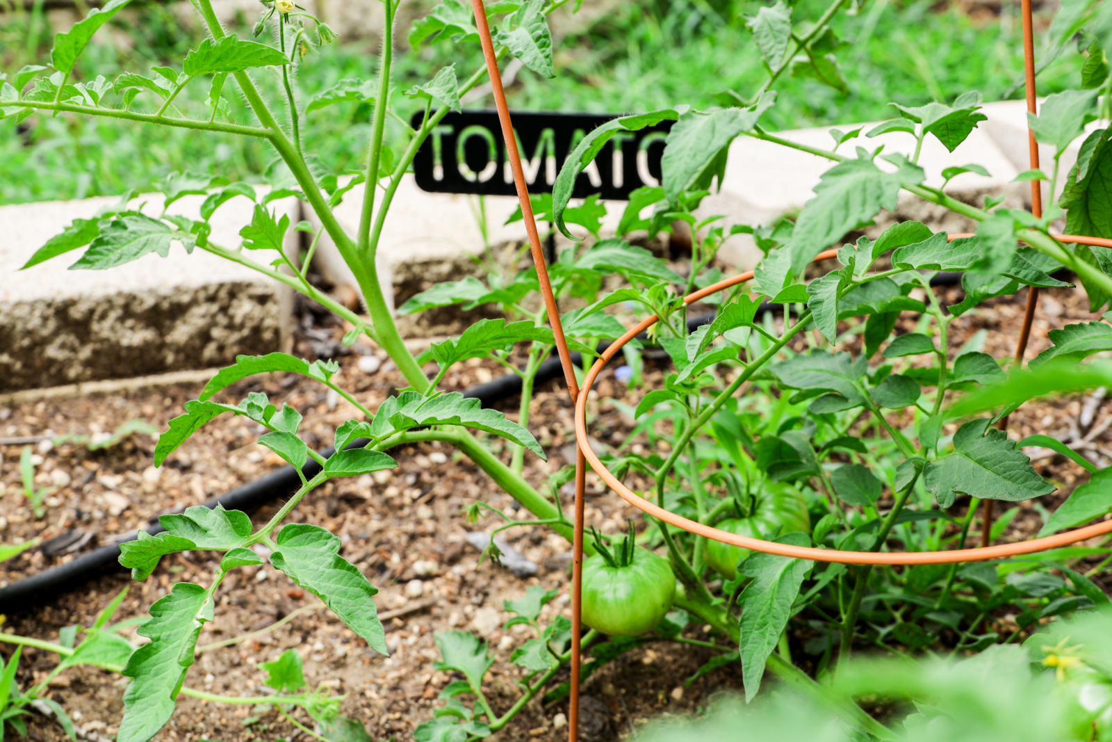 Vegetable Garden